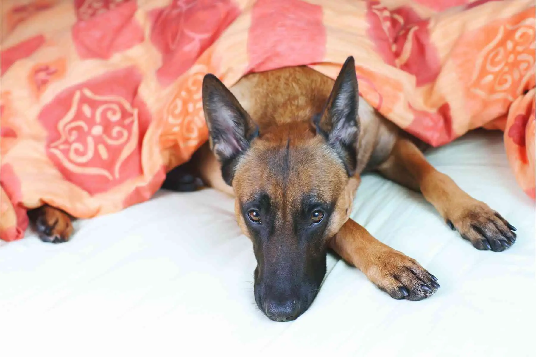 Schäfer hund krafsar på lakan i husse och mattes säng