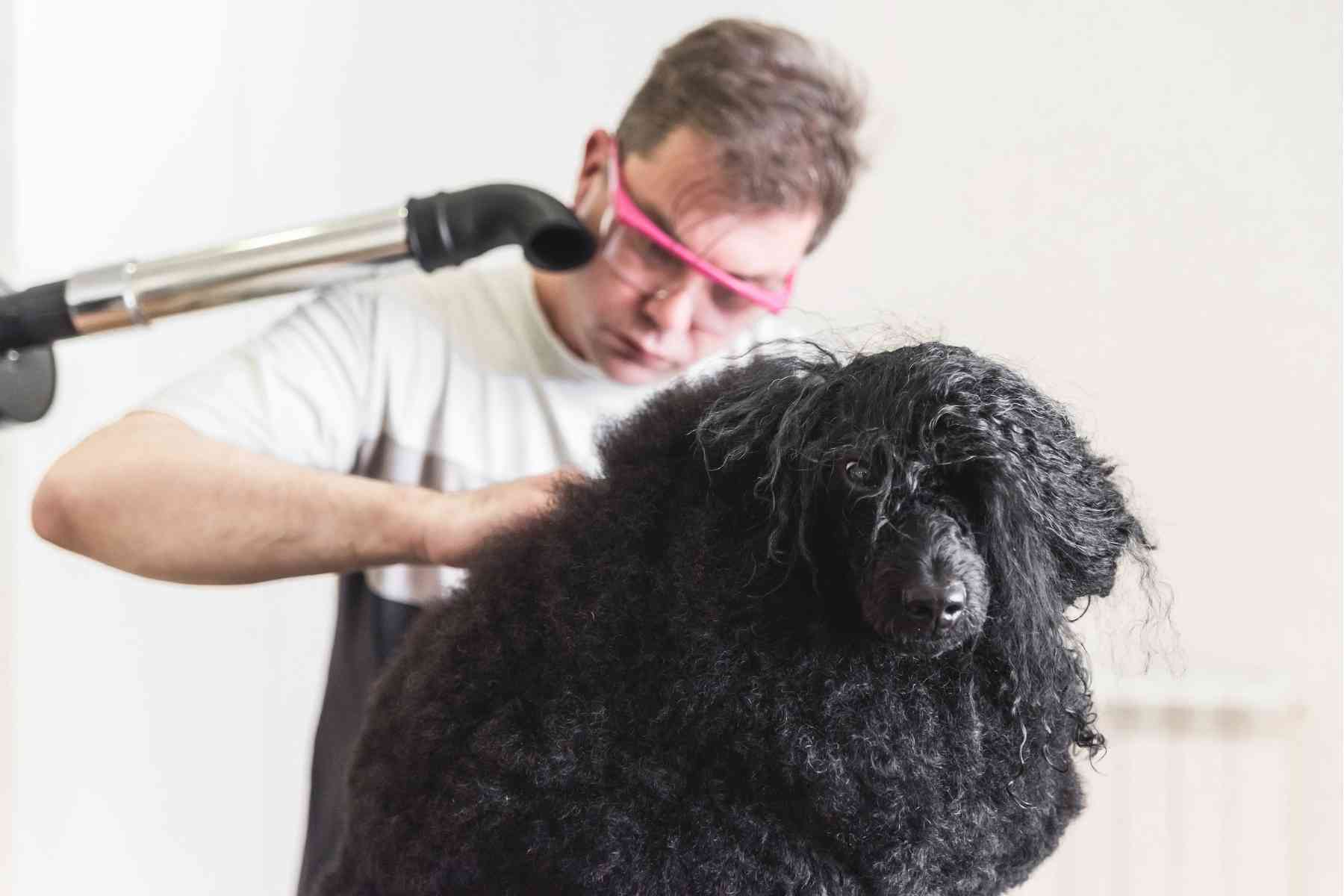 Man i skyddsglasögon trimmar en svart pudel med massor av hundhår