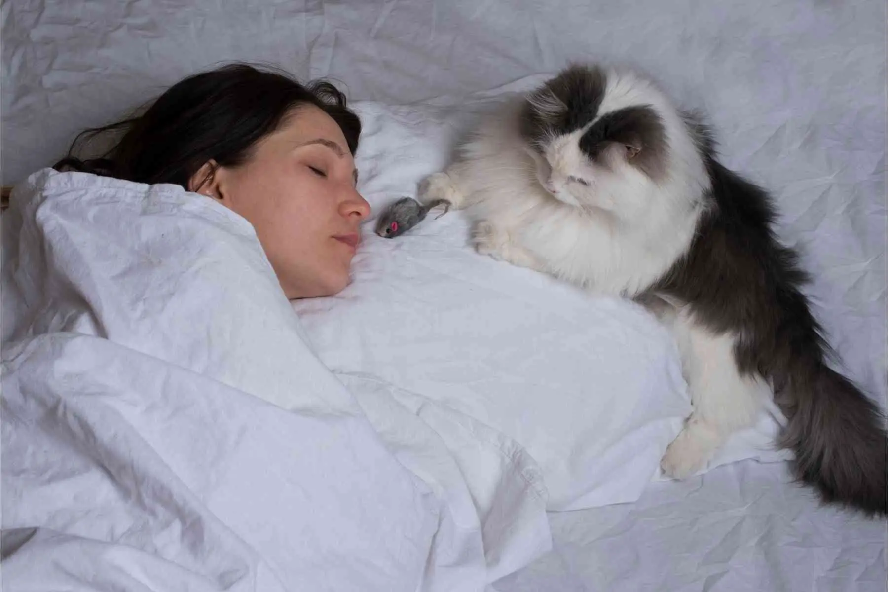 Långhårig katt ligger nära en kvinnas ansikte när hon sover på kudden