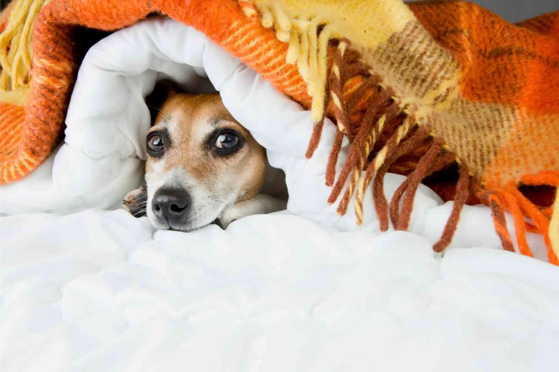 Söt hund ligger under ett täcke och slickar på lakanet