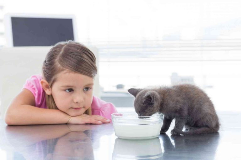 Varför gillar katter mjölk så mycket?