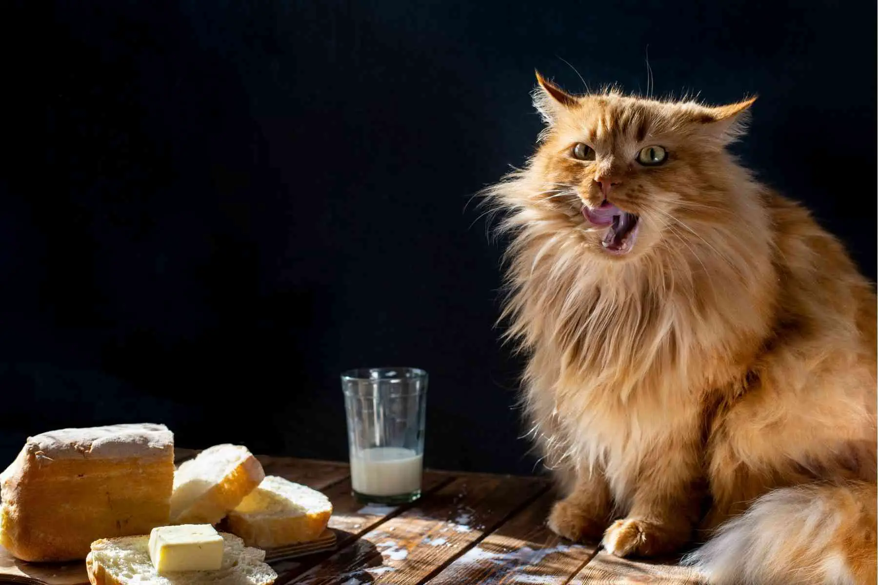 Katt slickar sig kring munnen med smör och mjölk framför sig