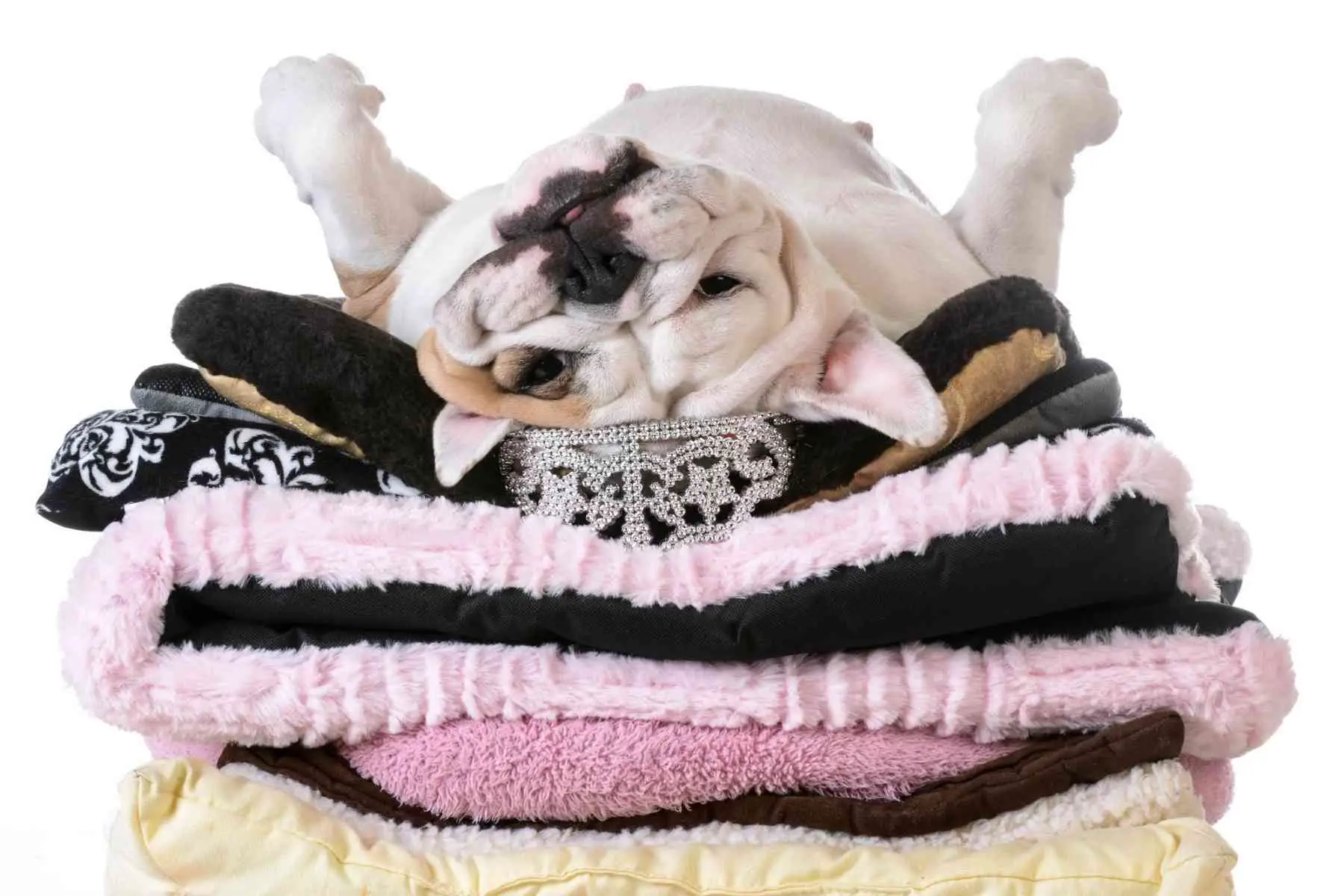 Engelsk bulldog ligger på rygg på en hög med kläder och handdukar