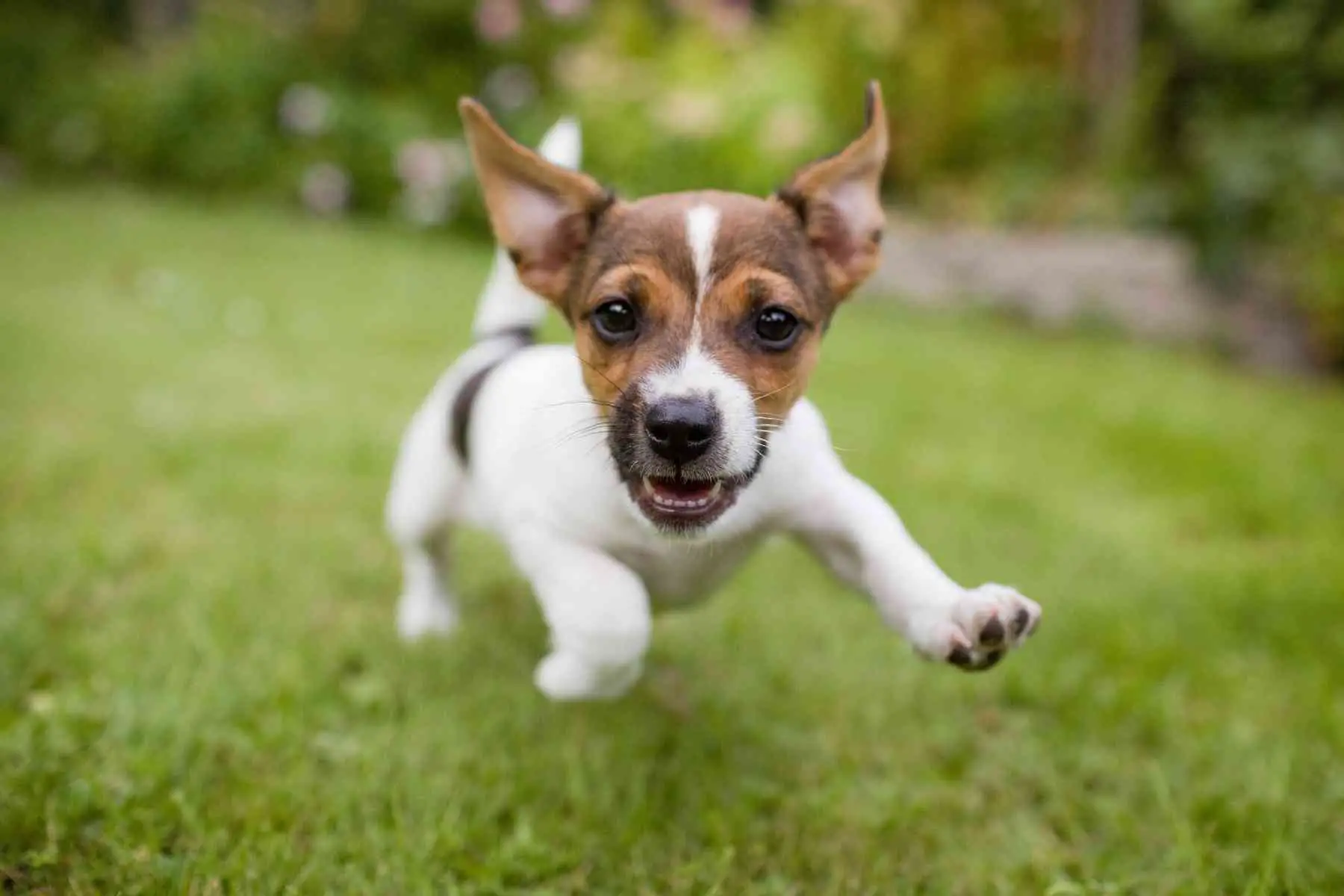 Terrier springer på gräsmatta och sparkar med benen