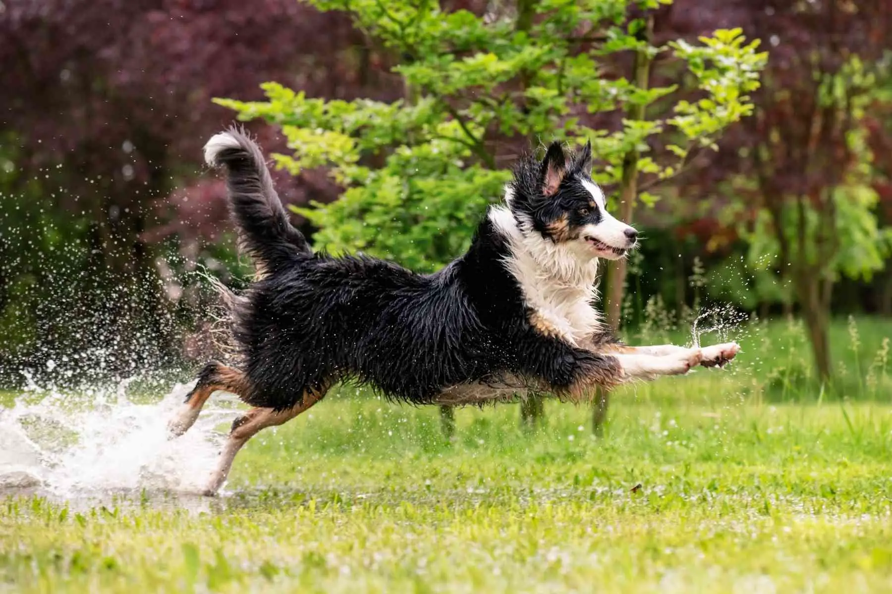 Hund springer runt och leker på gräsmattan i regnet
