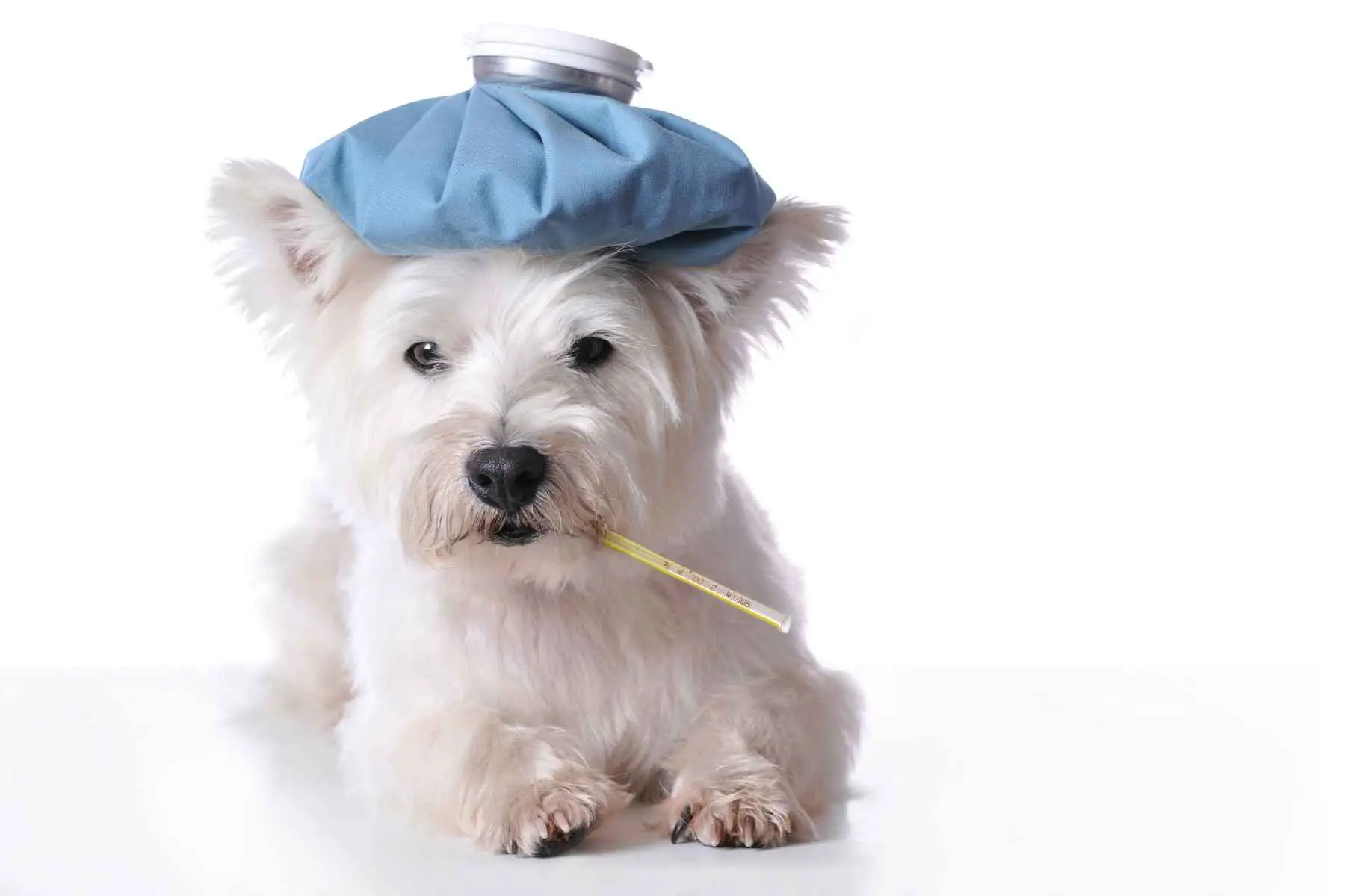 Söt Westie terrier tar febern i munnen med en termometer
