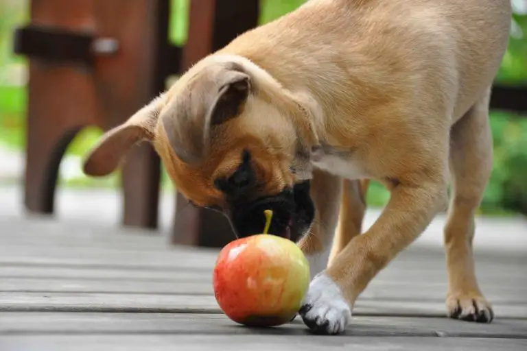 Hund nosar på ett äpple på altanen
