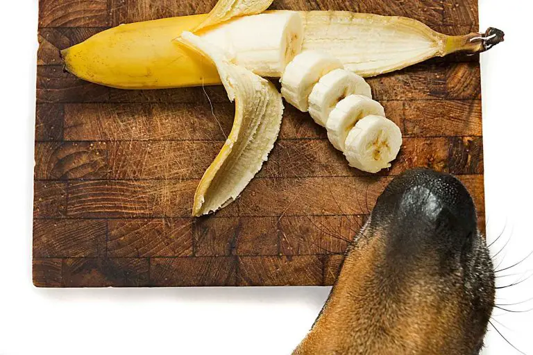 Hundnos luktar på en skivad banan
