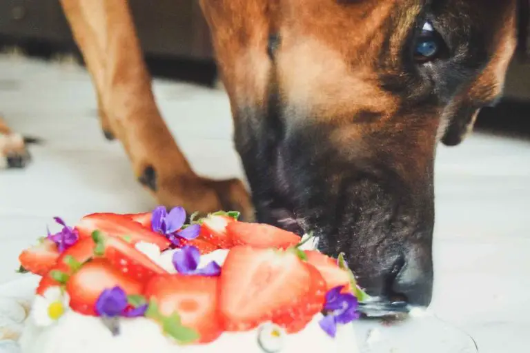 Schäferhund äter tårta med jordgubbar på