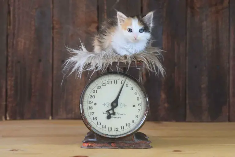 Hur länge växer en katt?
