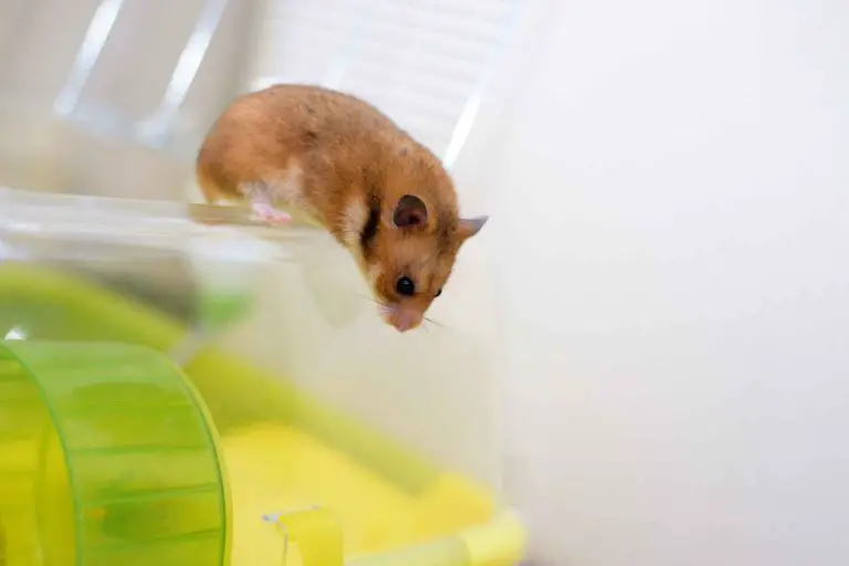 Min hamster försöker rymma!