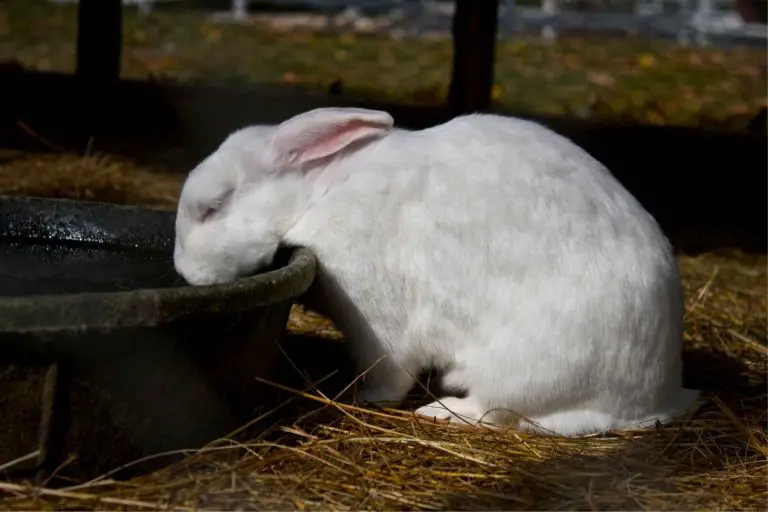Hur länge klarar sig en kanin utan vatten?