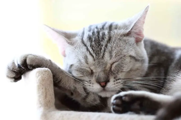 Hur mycket sover katter?