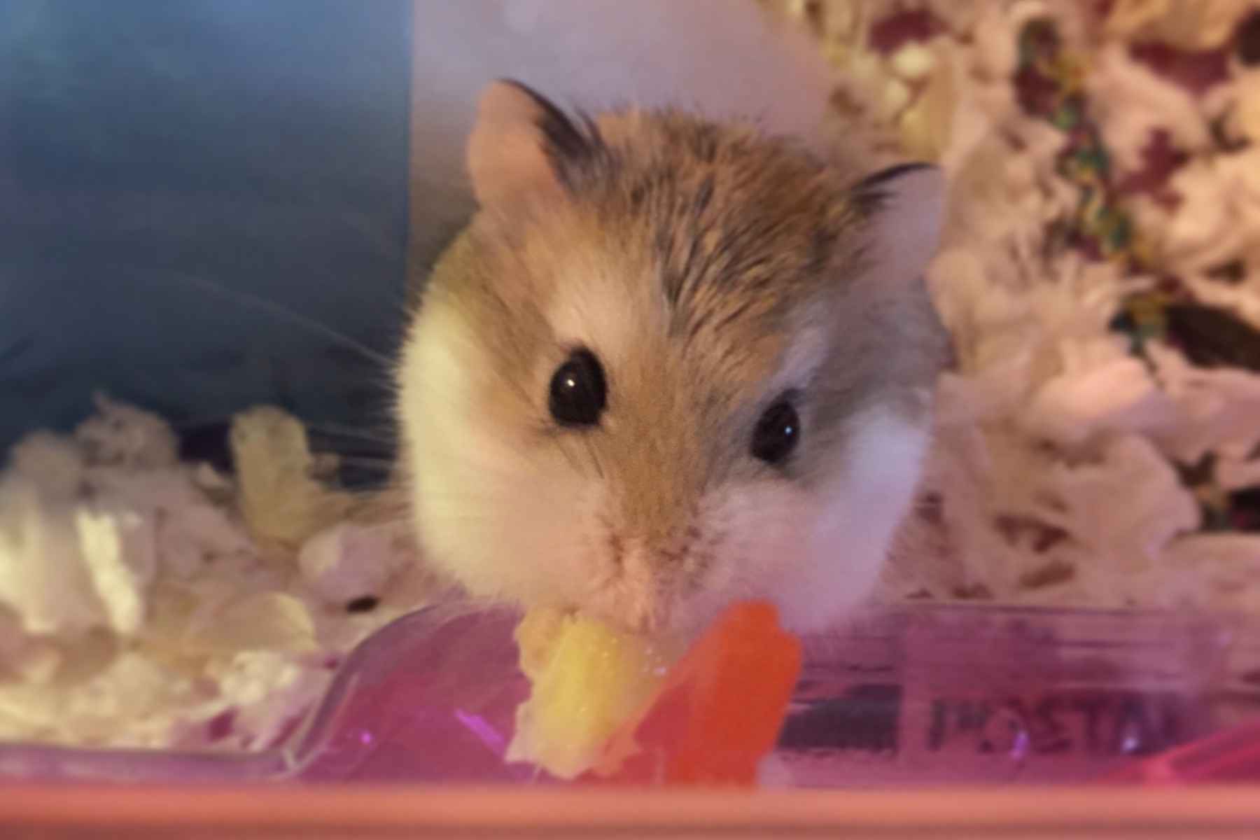 Hamster tuggar på en bit ananas