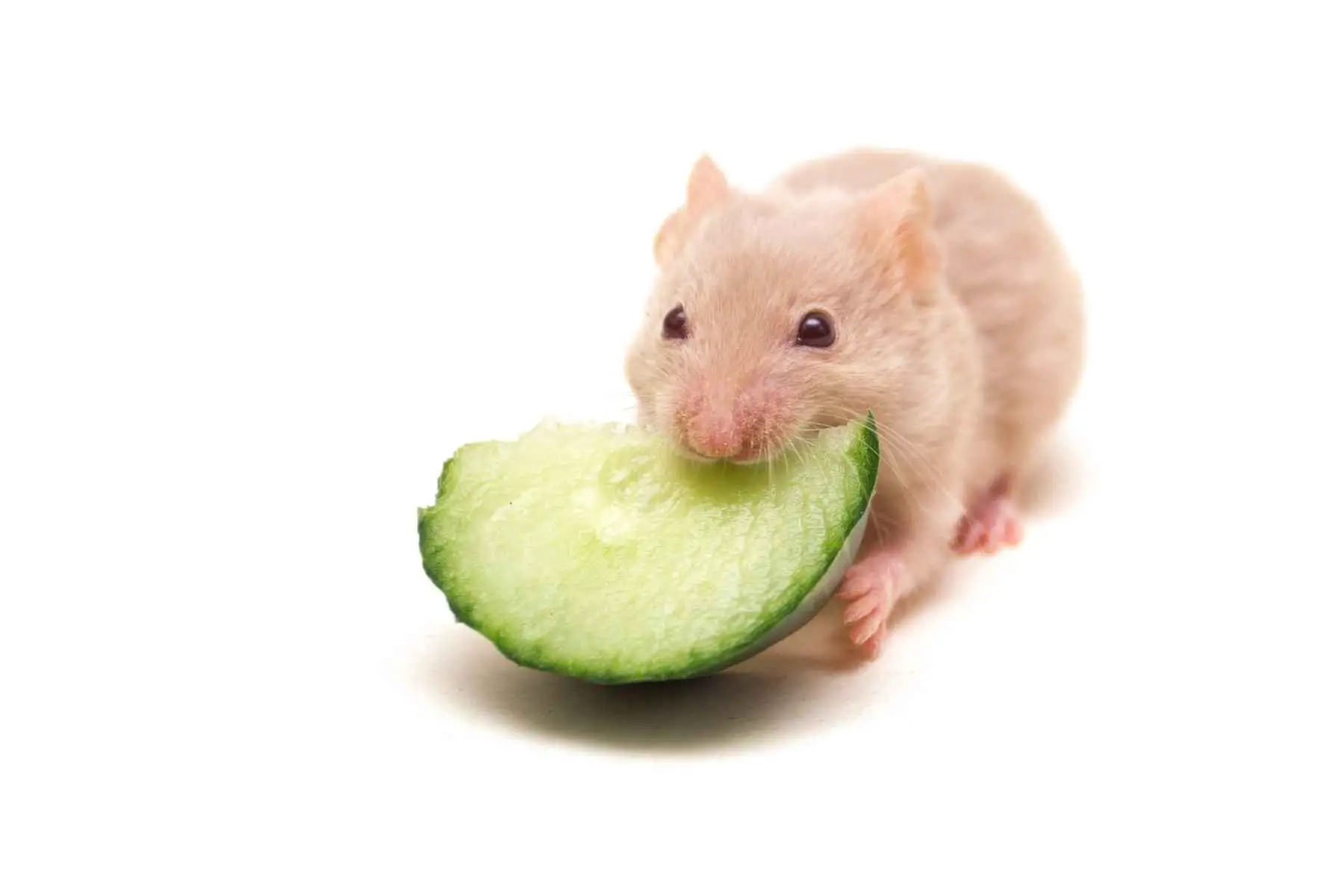 Hamster äter på en bit gurka
