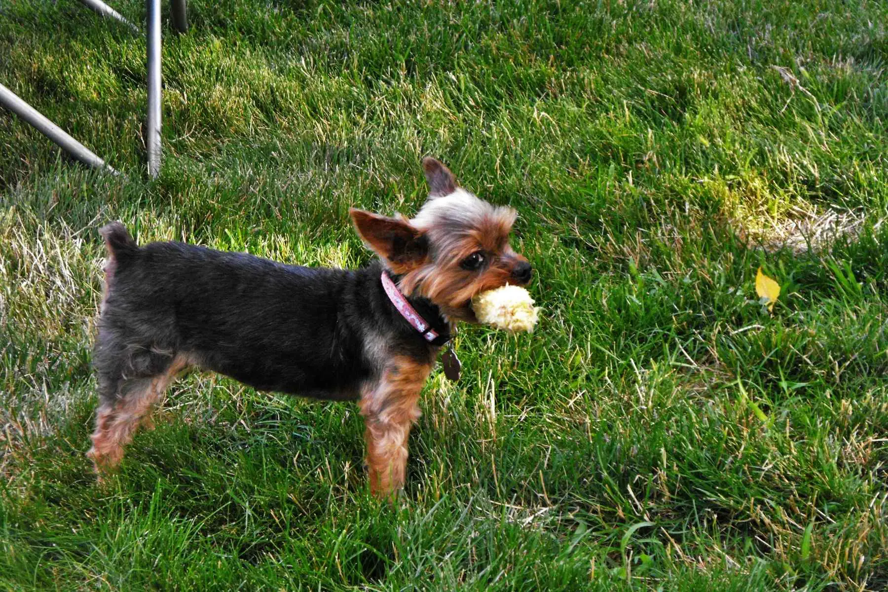 Hund står på gräsmatta med en majskolv i munnen