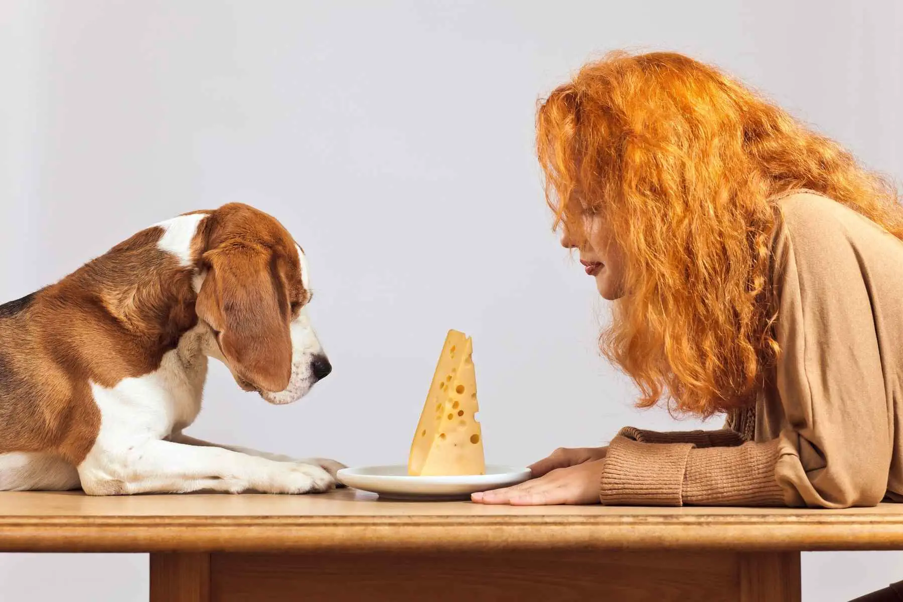 Beagle och rödhårig kvinna vill båda äta ost