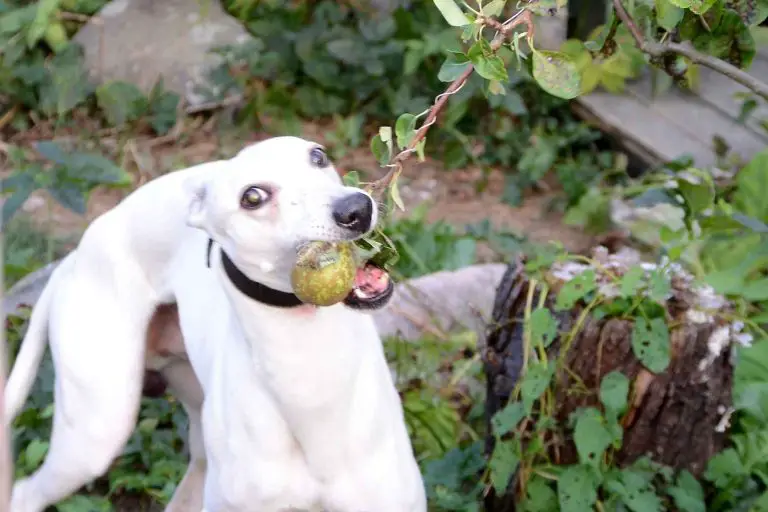 Kan hundar äta päron?