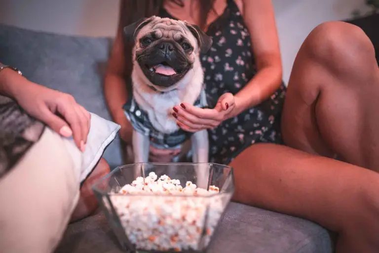 Kan hundar äta popcorn?
