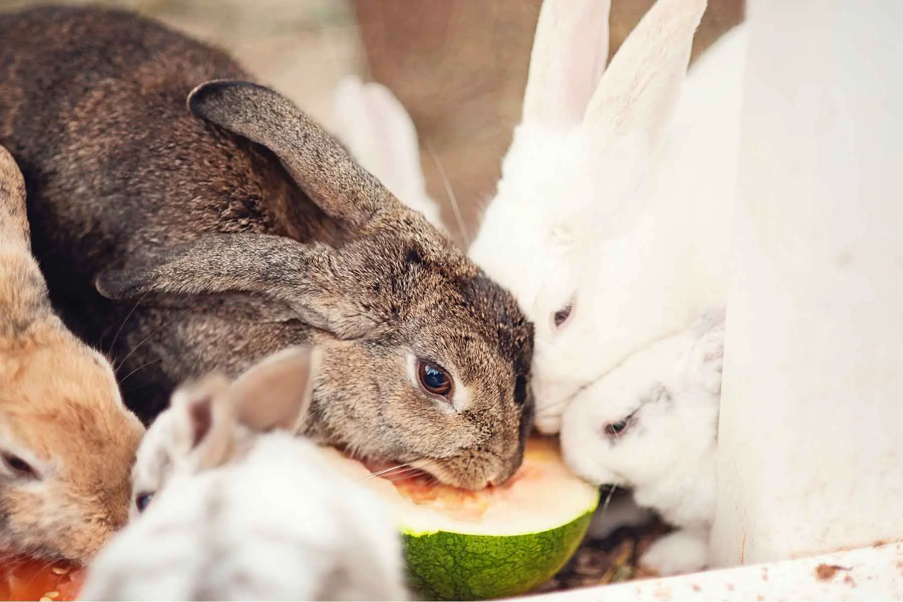 Kaniner äter en vattenmelon