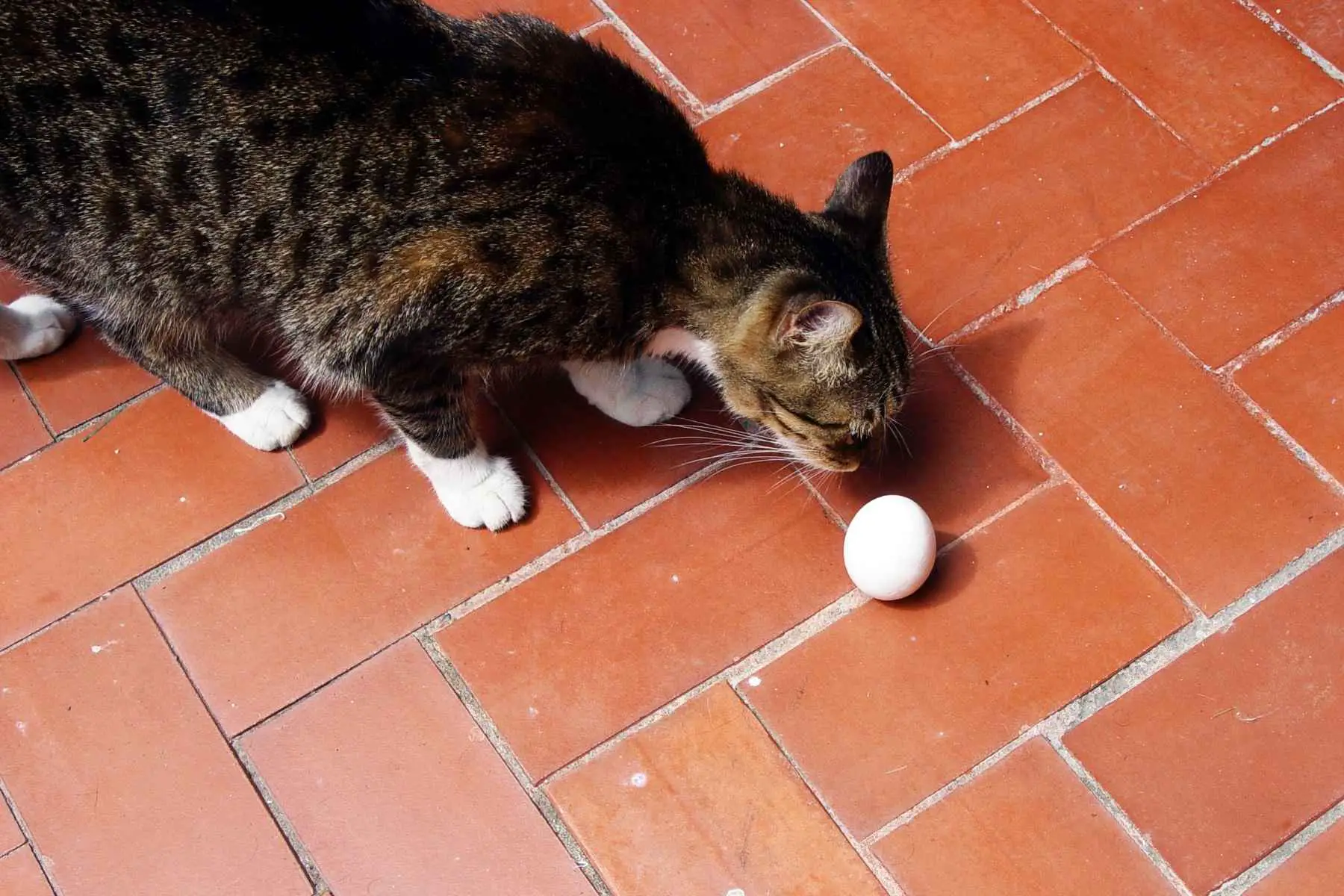 Katt luktar på ett ägg som ligger på golvet