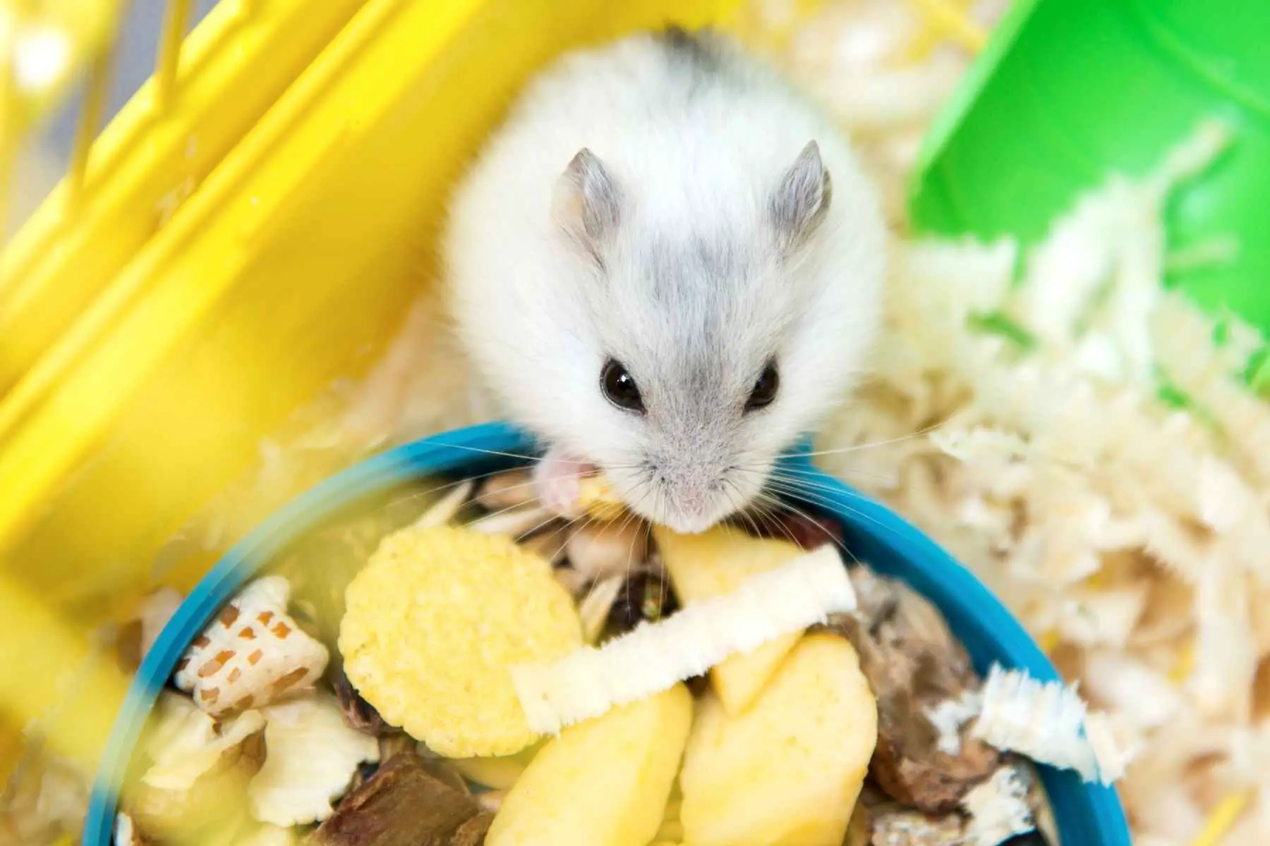 vit hamster bland olika typer av mat