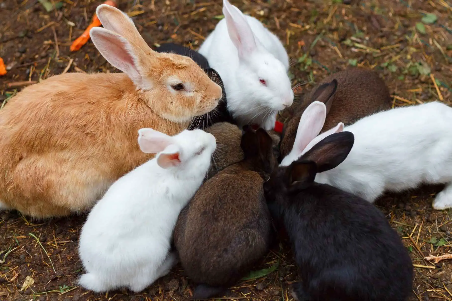 Åtta kaniner i olika färger äter något som inte går att se