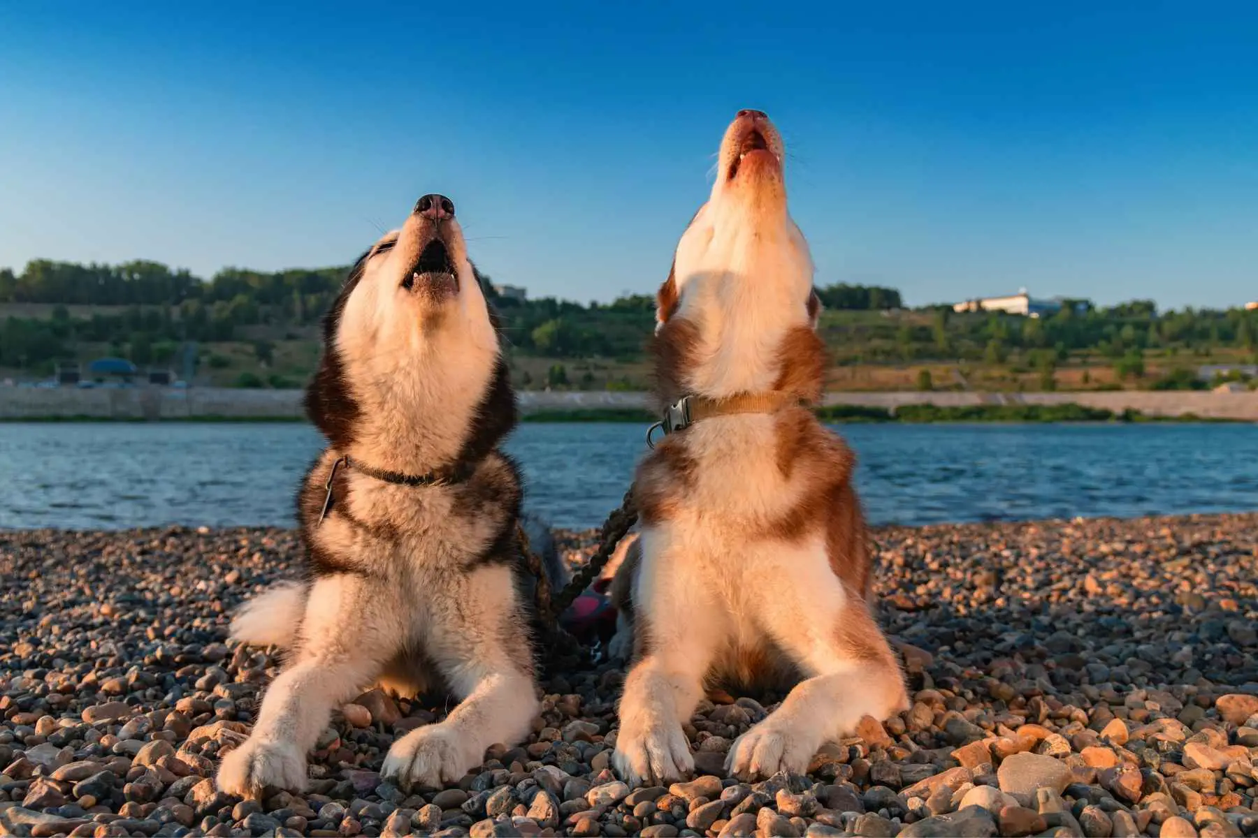 Två hundar ligger på stranden och ylar