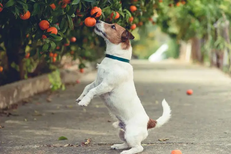 Kan hundar äta clementin och mandarin?