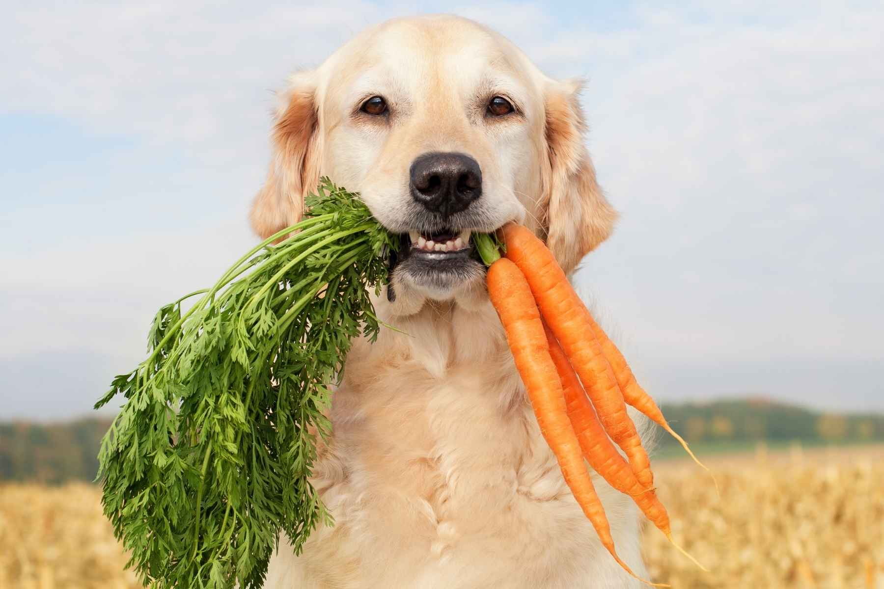 Kan hundar äta morot? Hund står på ett fält med ett fång morötter i munnen.