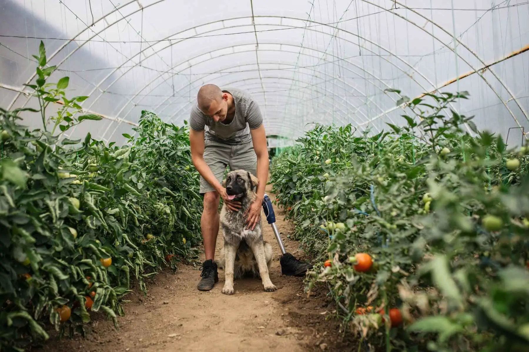 Hund och husse i ett växthus med tomatplantor