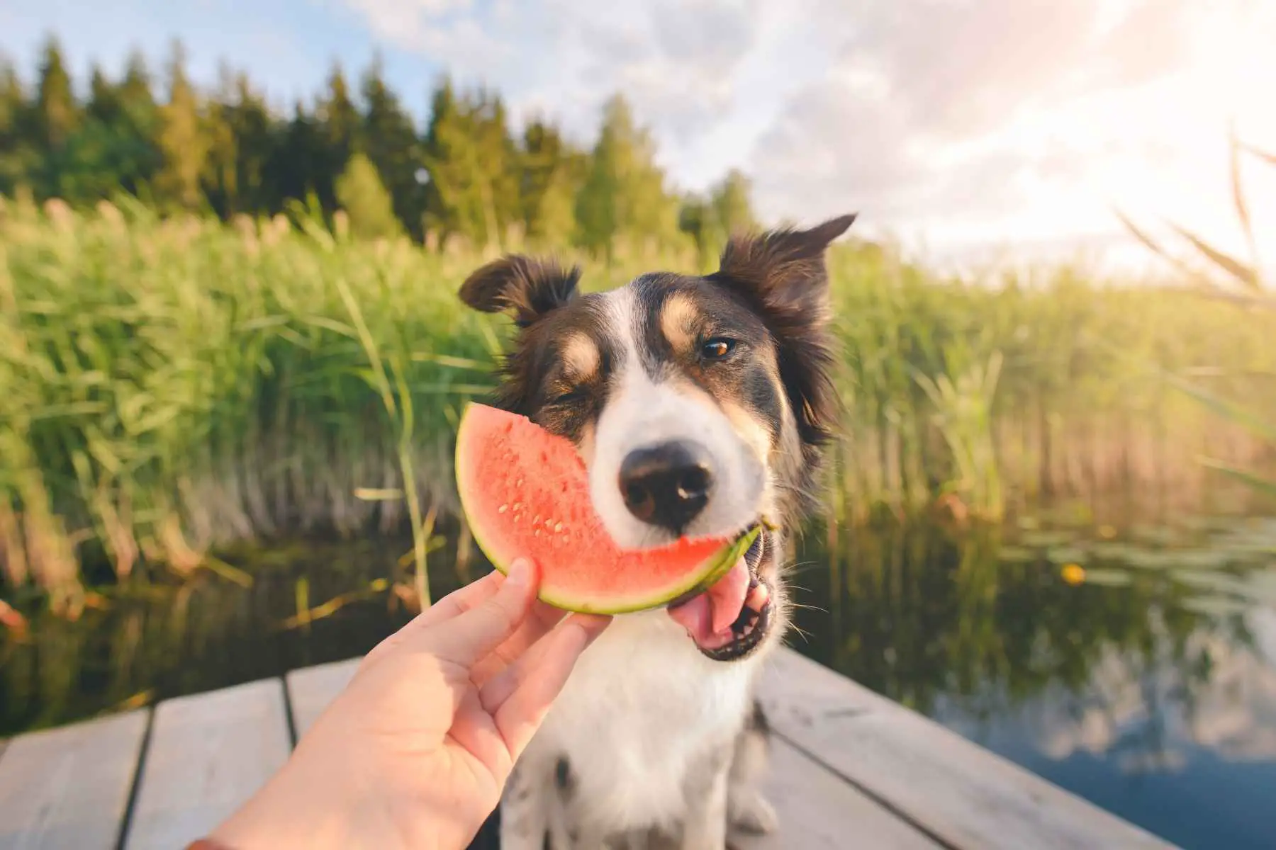 Kan hundar äta vattenmelon? Ägaren matar sin hund med en skiva vattenmelon.
