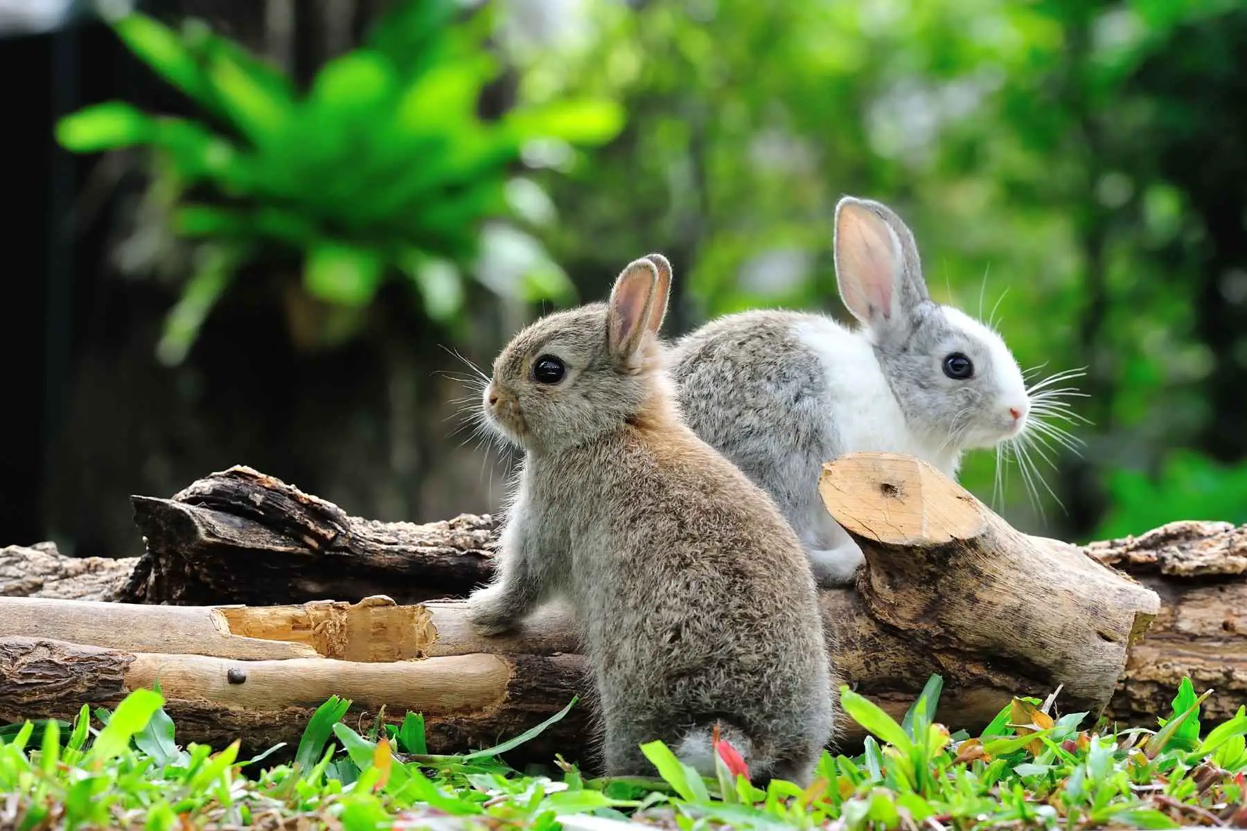 Äter kaniner insekter?