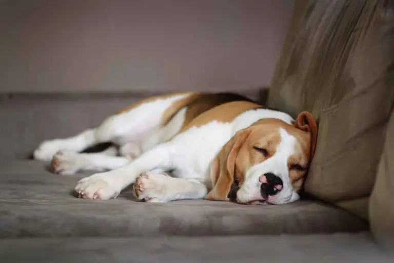 En beagle hund ligger i soffan och sover.