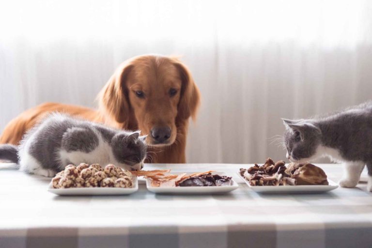 En hund tittar på medan två katter äter kattmat.