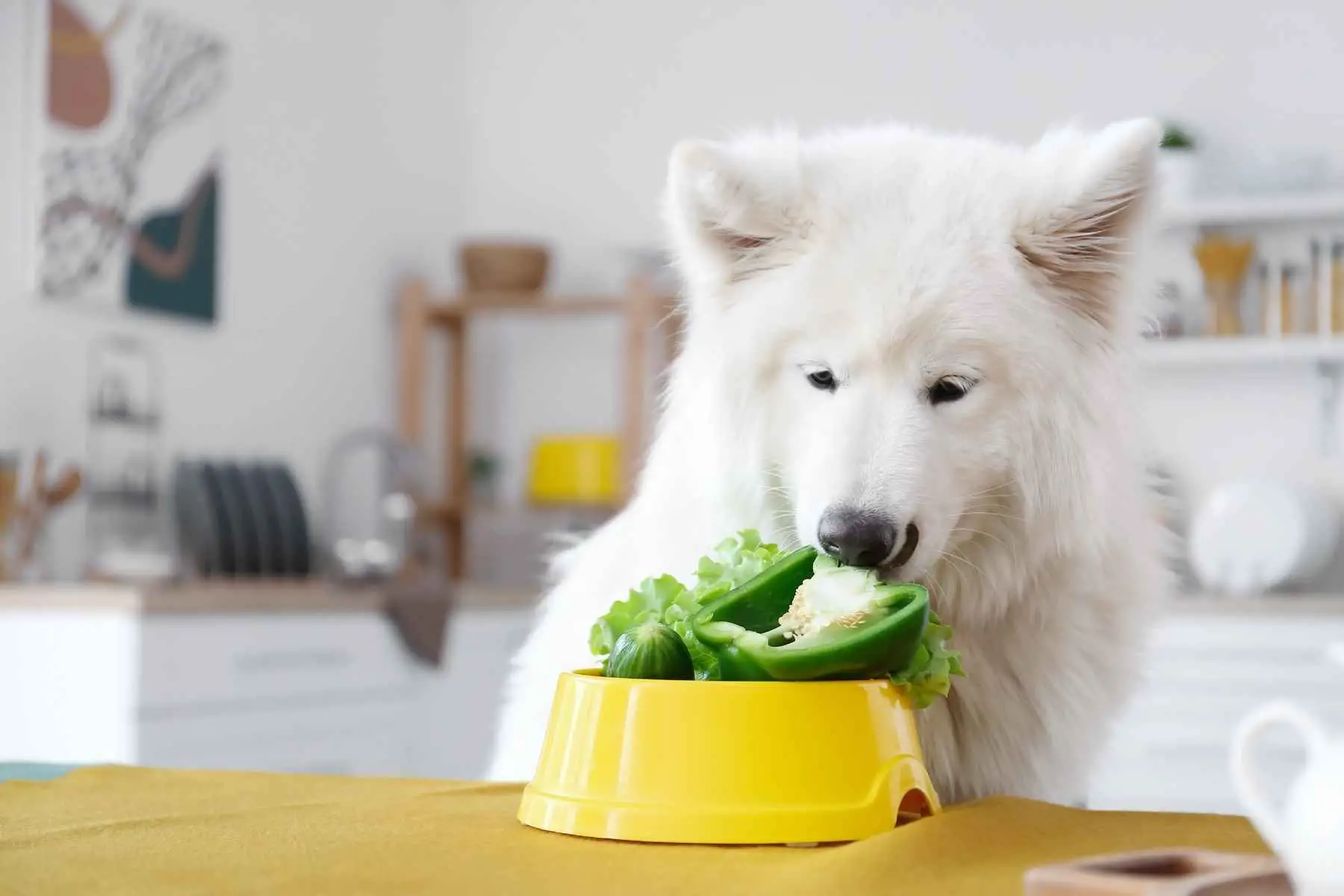 En vit hund nosar på en grön paprika i matskålen.