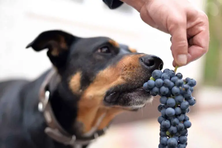 Kan hundar äta vindruvor?
