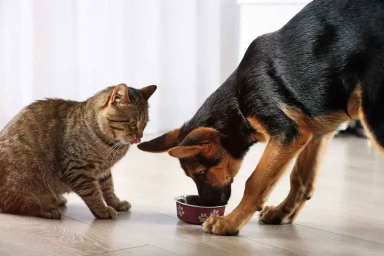 Katten slickar sig kring munnen och tittar på medan hunden äter hundmat.