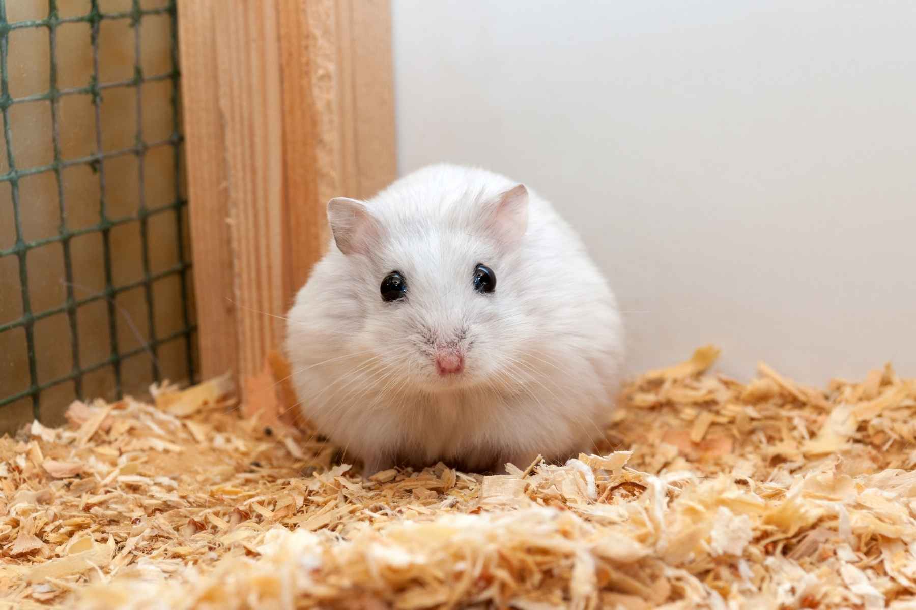 Luktar hamstrar illa? En vit hamster sitter i buren och stinker.