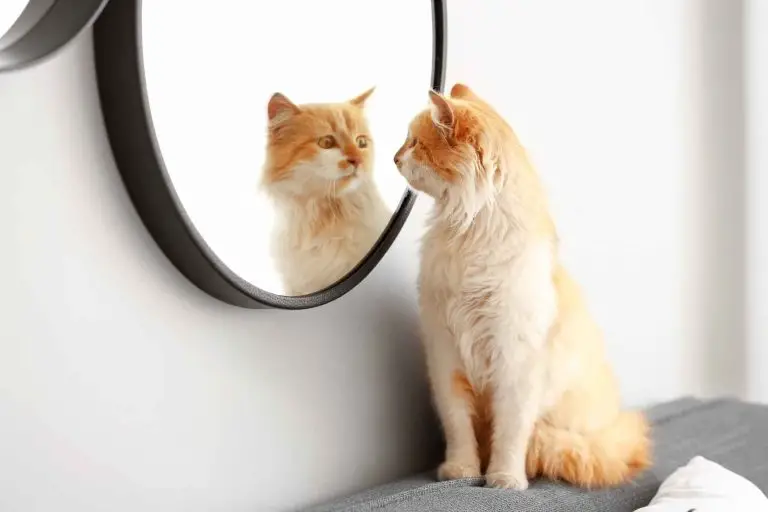 En katt ser rädd ut för sin egen spegelbild