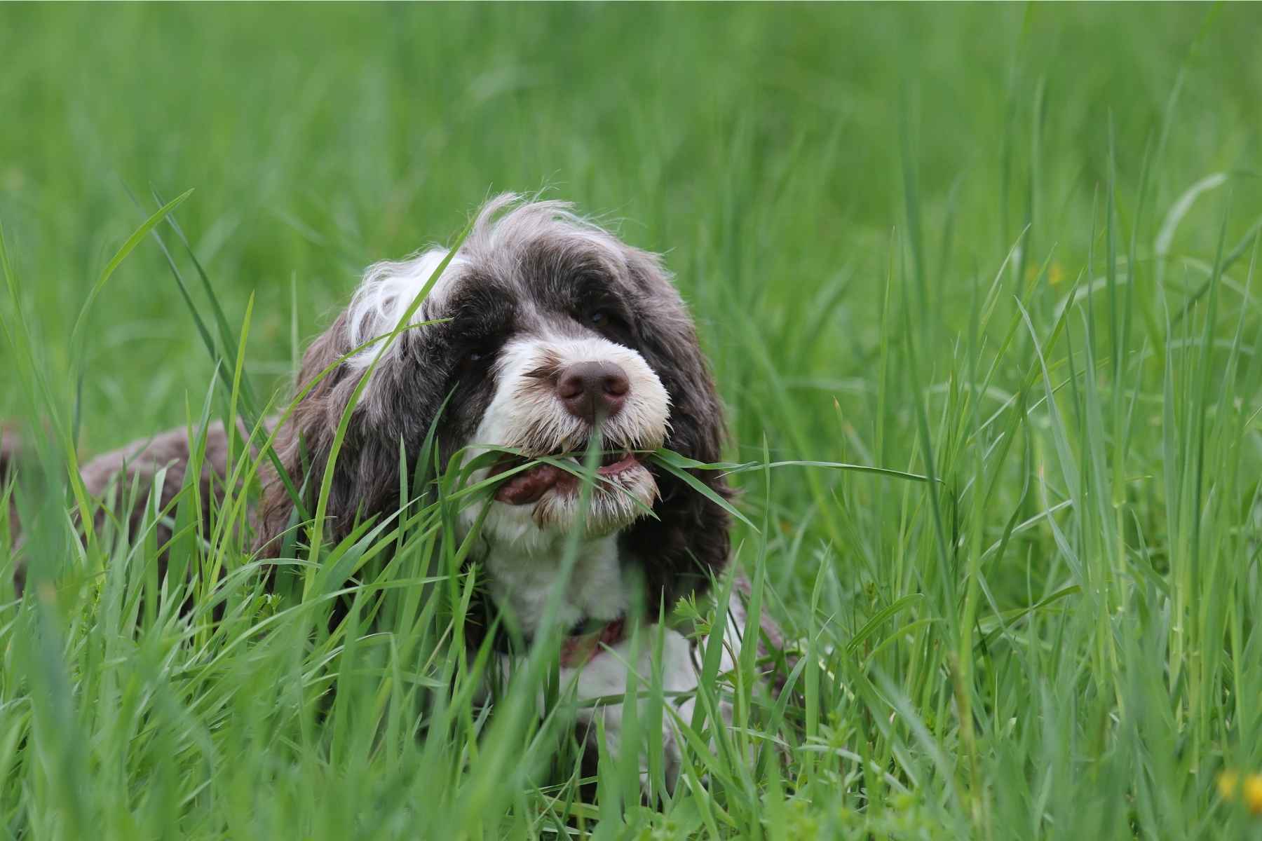 Långhårig hund äter gräs på en äng