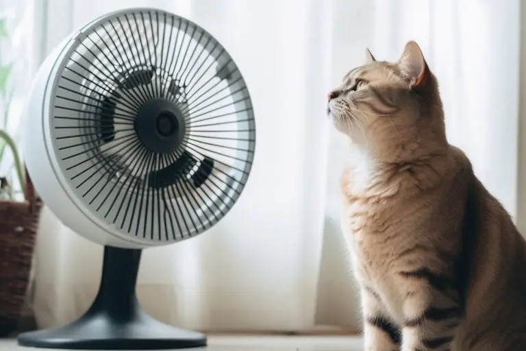 Kyla ner katt i värmen: Undvik värmeslag genom svalka