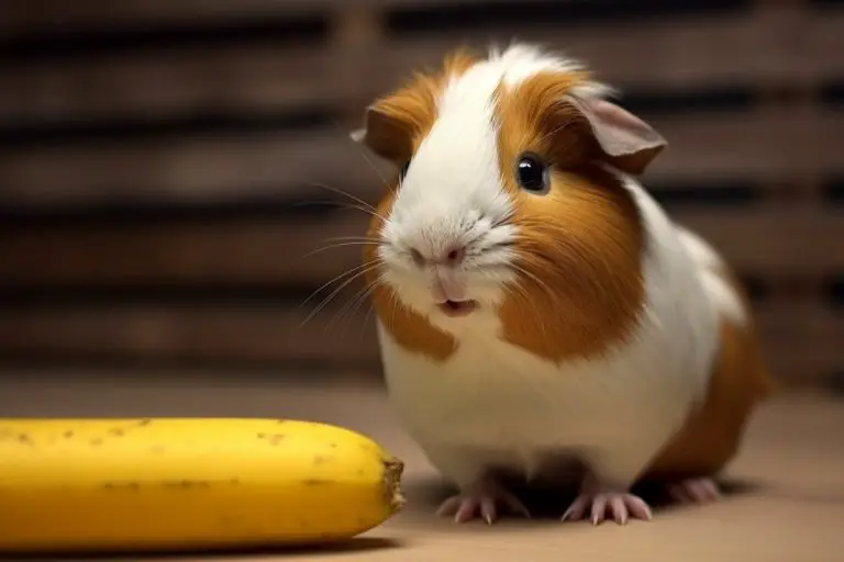 Kan marsvin äta banan? (Eller är frukten för söt?)