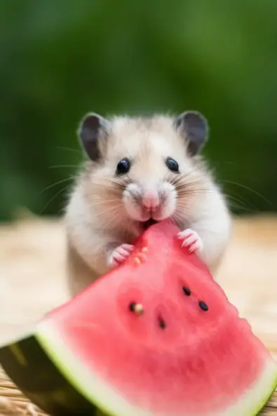 Hmaster äter en skiva av en vattenmelon