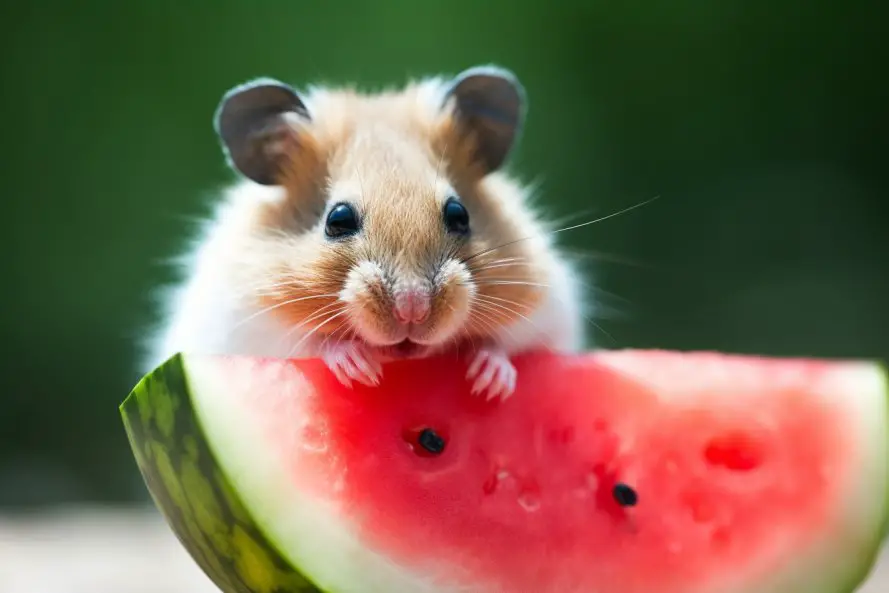 kan hamstrar äta vattenmelon